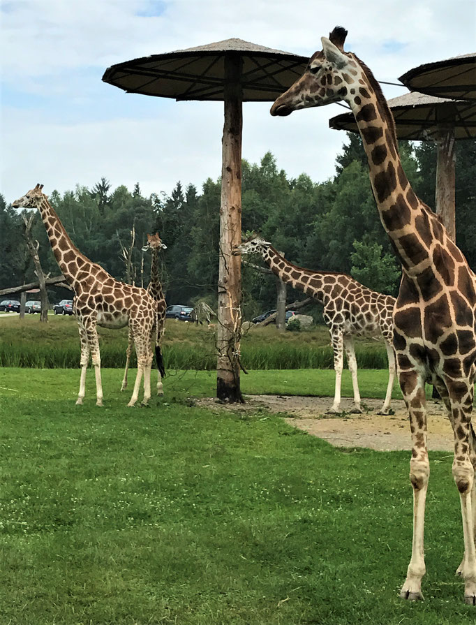 Serengeti Park Gutschein 2017 Zum Ausdrucken