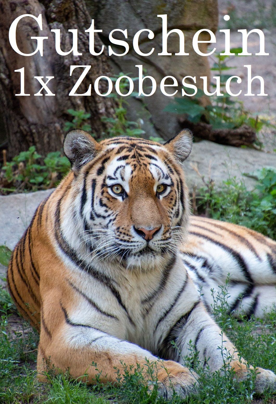 Gutschein Zoo Osnabrück Zum Ausdrucken