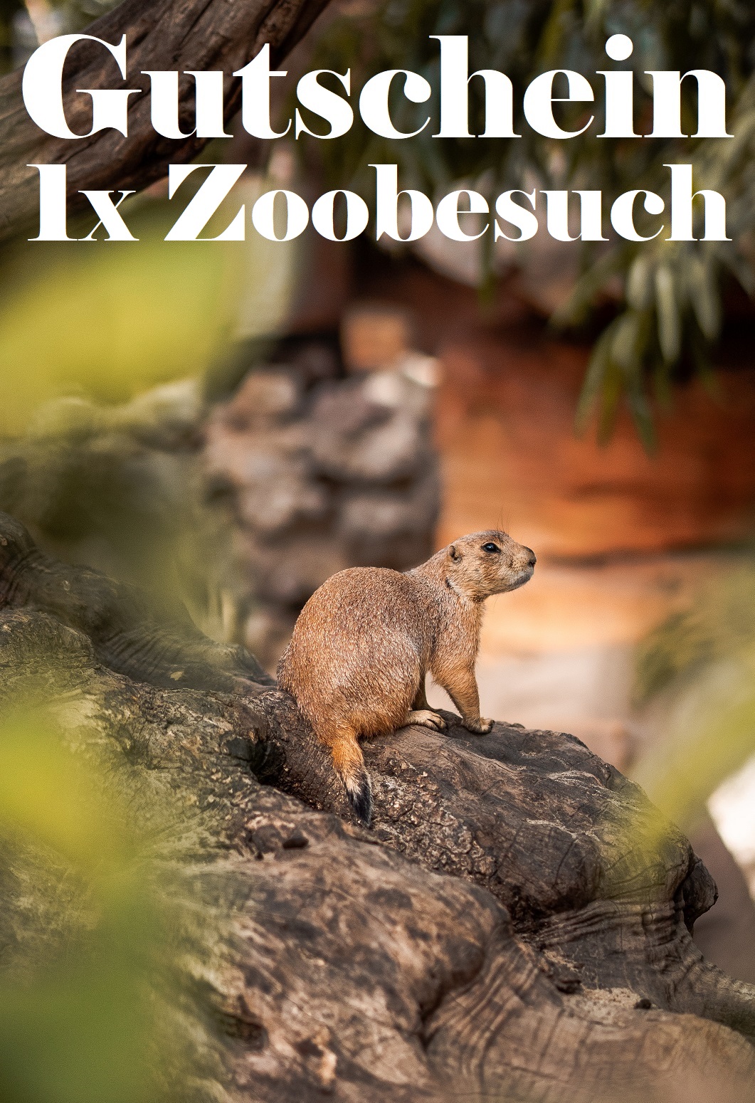 Gutschein Zoobesuch Zum Ausdrucken