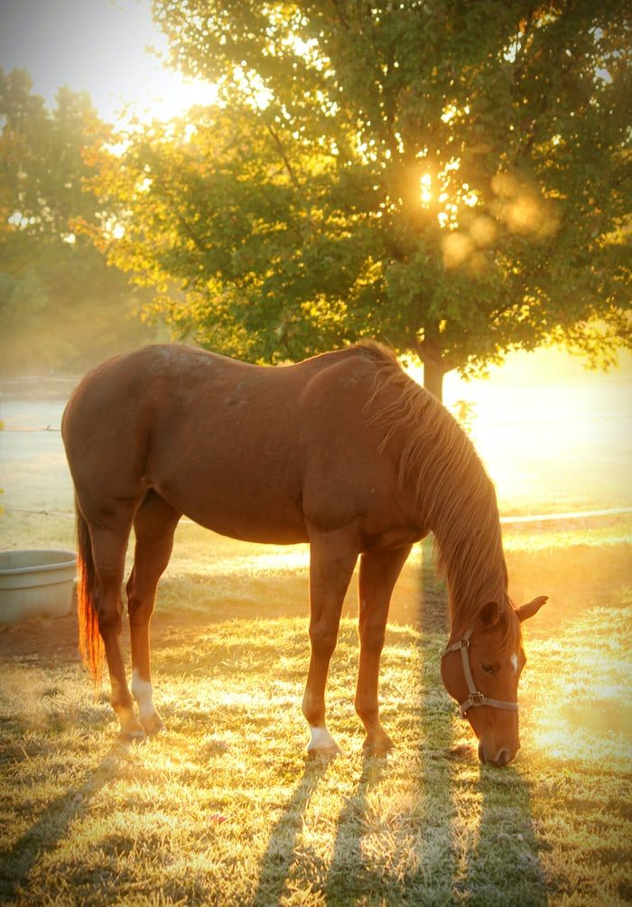 Gutschein Reitsport Ausdrucken